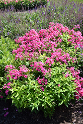 Ka-Pow Pink Garden Phlox (Phlox paniculata 'Balkapopink') at Lakeshore Garden Centres