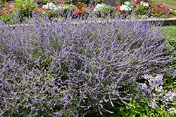 Crazy Blue Russian Sage (Perovskia atriplicifolia 'Crazy Blue') at A Very Successful Garden Center