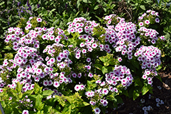 Ka-Pow White Bicolor Garden Phlox (Phlox paniculata 'Balkapowibi') at Stonegate Gardens