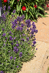 Avignon Early Blue Lavender (Lavandula angustifolia 'PAS1213797') at Stonegate Gardens