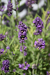 Avignon Early Blue Lavender (Lavandula angustifolia 'PAS1213797') at A Very Successful Garden Center