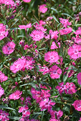 Rockin' Rose Pinks (Dianthus 'PAS1350215') at Stonegate Gardens