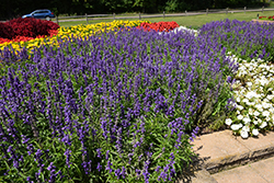Fahrenheit Violet Salvia (Salvia farinacea 'Fahrenheit Violet') at A Very Successful Garden Center