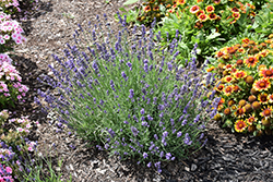 Vicenza Blue Lavender (Lavandula angustifolia 'Vicenza Blue') at Lakeshore Garden Centres