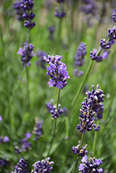 Vicenza Blue Lavender (Lavandula angustifolia 'Vicenza Blue') at Stonegate Gardens