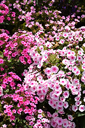 Early Pink Candy Garden Phlox (Phlox paniculata 'Early Pink Candy') at Stonegate Gardens