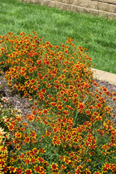 Satin & Lace Red Tapestry Tickseed (Coreopsis 'Red Tapestry') at A Very Successful Garden Center