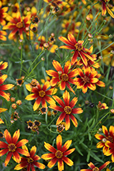 Satin & Lace Red Tapestry Tickseed (Coreopsis 'Red Tapestry') at Stonegate Gardens