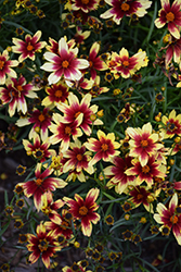 Red Enchanted Eve Tickseed (Coreopsis 'Red Enchanted Eve') at Lakeshore Garden Centres