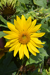 Suntastic Yellow with Clear Center Sunflower (Helianthus 'Suntastic Yellow with Clear Center') at Lakeshore Garden Centres