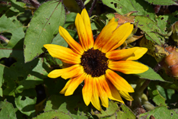 Suntastic Bicolor Yellow and Red (Helianthus 'Suntastic Bicolor Yellow and Red') at Lakeshore Garden Centres