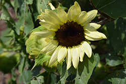 ProCut Lemon Sunflower (Helianthus annuus 'ProCut Lemon') at A Very Successful Garden Center