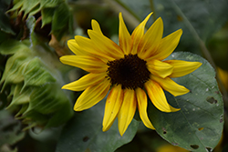 Firecracker Sunflower (Helianthus annuus 'Firecracker') at A Very Successful Garden Center