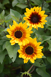 Sunbelievable Brown Eyed Girl Helianthus (Helianthus annuus 'TMSNBLEV01') at Lakeshore Garden Centres