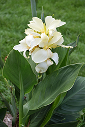 South Pacific White Canna (Canna 'South Pacific White') at Lakeshore Garden Centres