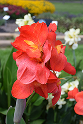 South Pacific Scarlet Canna (Canna 'South Pacific Scarlet') at A Very Successful Garden Center