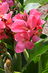 South Pacific Rose Canna (Canna 'South Pacific Rose') at A Very Successful Garden Center