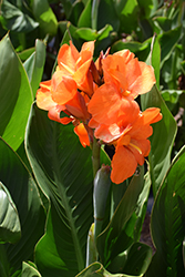 South Pacific Orange Canna (Canna 'South Pacific Orange') at A Very Successful Garden Center