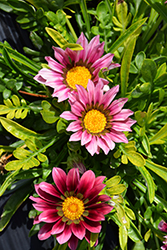 New Day Clear Pink Shades (Gazania 'New Day Pink Shades') at A Very Successful Garden Center
