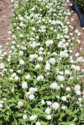 Ping Pong White Globe Amaranth (Gomphrena globosa 'Ping Pong White') at A Very Successful Garden Center