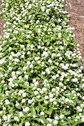 Gnome White Gomphrena (Gomphrena globosa 'Gnome White') at A Very Successful Garden Center