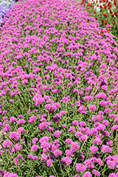 Truffula Pink Gomphrena (Gomphrena 'PAST0517E') at Lakeshore Garden Centres
