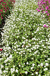 Las Vegas White Gomphrena (Gomphrena globosa 'Las Vegas White') at A Very Successful Garden Center