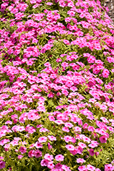 Gisele Pink Phlox (Phlox 'KAZI14750') at Lakeshore Garden Centres