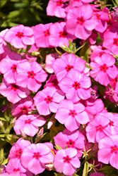 Gisele Pink Phlox (Phlox 'KAZI14750') at A Very Successful Garden Center