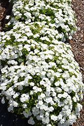 Gisele White Phlox (Phlox 'KAZI14830') at A Very Successful Garden Center