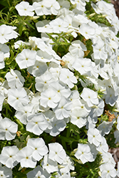 Gisele White Phlox (Phlox 'KAZI14830') at A Very Successful Garden Center