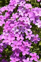 Gisele Light Violet Phlox (Phlox 'KAZI14828') at A Very Successful Garden Center