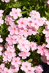 Gisele Light Pink Phlox (Phlox 'KAZI15789') at A Very Successful Garden Center