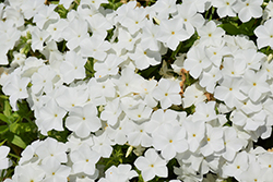Intensia White Annual Phlox (Phlox 'DPHLOX866') at Lakeshore Garden Centres