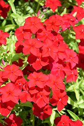 Intensia Red Hot Annual Phlox (Phlox 'DPHLOX911') at Lakeshore Garden Centres