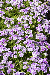 Phloxy Lady Purple Sky Annual Phlox (Phlox 'Phloxy Lady Purple Sky') at Lakeshore Garden Centres