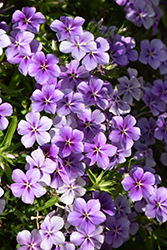 Phloxy Lady Purple Sky Annual Phlox (Phlox 'Phloxy Lady Purple Sky') at Lakeshore Garden Centres