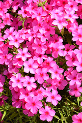 Phloxy Lady Hot Pink Annual Phlox (Phlox 'Phloxy Lady Hot Pink') at A Very Successful Garden Center