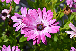Sunny Violet Halo African Daisy (Osteospermum 'Sunny Violet Halo') at Lakeshore Garden Centres