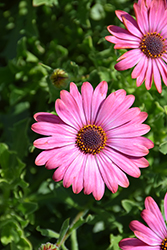 Sunny Hot Pink Halo African Daisy (Osteospermum 'Sunny Hot Pink Halo') at A Very Successful Garden Center