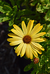 Sunny Glory African Daisy (Osteospermum 'Sunny Glory') at A Very Successful Garden Center
