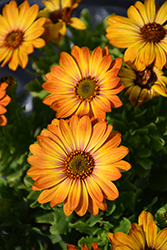 Sunny Hazel African Daisy (Osteospermum 'Sunny Hazel') at A Very Successful Garden Center