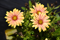Sunny Harmony African Daisy (Osteospermum 'Sunny Harmony') at A Very Successful Garden Center