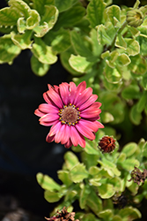 Sunny Dixie African Daisy (Osteospermum 'Sunny Dixie') at A Very Successful Garden Center