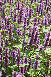 Beelicious Purple Hyssop (Agastache 'Agapd') at Stonegate Gardens