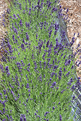 Blue Jeans Lavender (Lavandula angustifolia 'Lavval') at Stonegate Gardens
