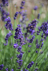 Blue Jeans Lavender (Lavandula angustifolia 'Lavval') at A Very Successful Garden Center