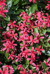 Soiree Kawaii Red Vinca (Catharanthus roseus 'Soiree Kawaii Red') at Lakeshore Garden Centres