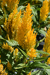 Century Yellow Celosia (Celosia 'Century Yellow') at A Very Successful Garden Center