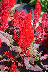 Century Red Celosia (Celosia 'Century Red') at Lakeshore Garden Centres